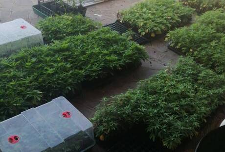 Bullterrierhemp™ Grow Shop - Negozio di Cannabis Online - Canapa Legale a Domicilio in 1H - Legal De