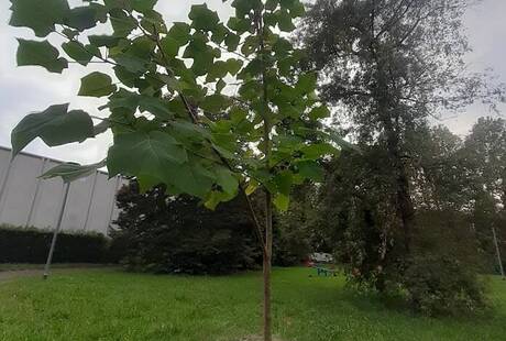 Paulownia Oroverdezerocento