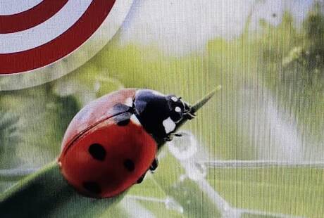 Disinfestazioni, Derattizzazioni, Disinfezioni - Target S.r.l.